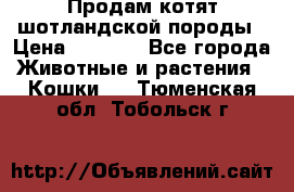 Продам котят шотландской породы › Цена ­ 2 000 - Все города Животные и растения » Кошки   . Тюменская обл.,Тобольск г.